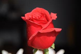 国产超级红玫瑰视频在线,激情燃烧的青春岁月