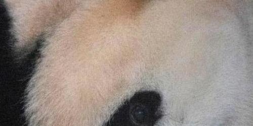 熊猫夫妇韩国产子视频,跨国育儿记