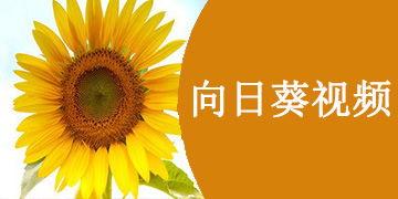 向日葵视频国产色在线,揭秘向日葵视频的暗流涌动