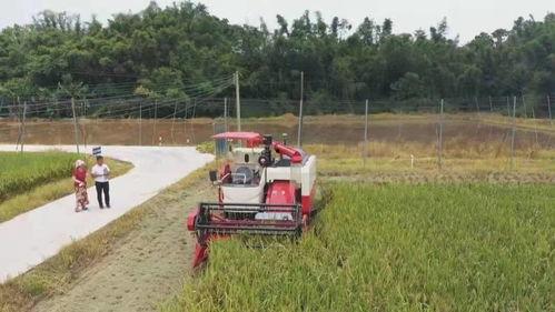 国产水稻条播机视频,高效播种，助力农业现代化